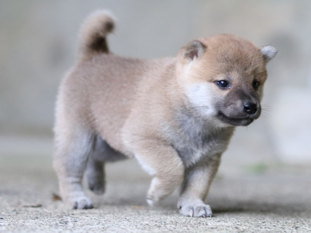 FP5A7616-puupy-shibainu FP5A7616-puupy-shibainu