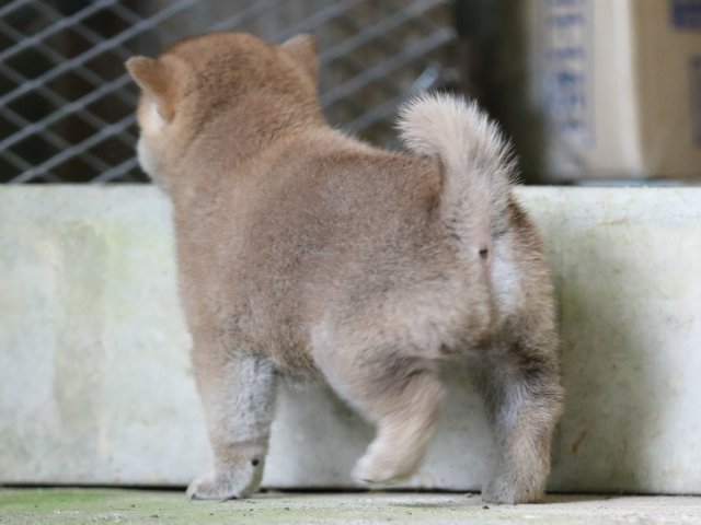 FP5A7629-puupy-shibainu FP5A7629-puupy-shibainu