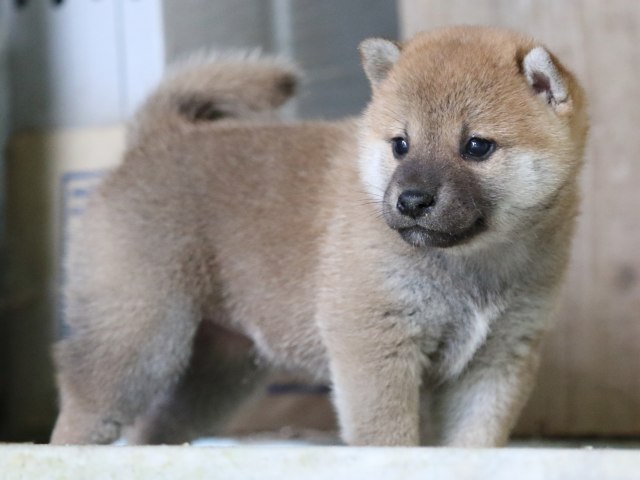 FP5A7642-puupy-shibainu FP5A7642-puupy-shibainu