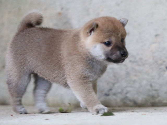 FP5A7645-puupy-shibainu FP5A7645-puupy-shibainu
