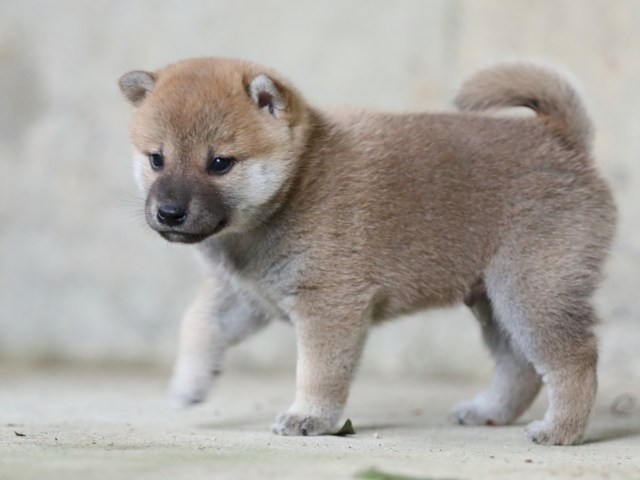 FP5A7675-puupy-shibainu FP5A7675-puupy-shibainu