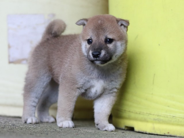 FP5A7752-puupy-shibainu FP5A7752-puupy-shibainu