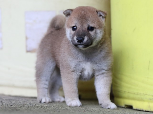 FP5A7758-puupy-shibainu FP5A7758-puupy-shibainu