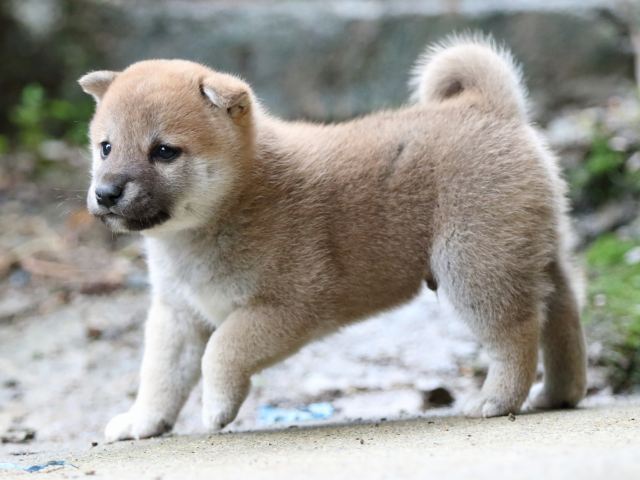 FP5A7782-puupy-shibainu FP5A7782-puupy-shibainu