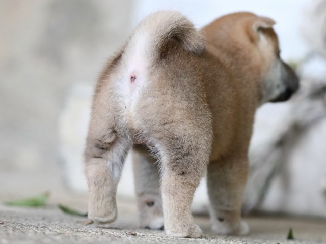 FP5A7817-puupy-shibainu FP5A7817-puupy-shibainu