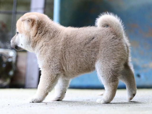 FP5A7846-puupy-shibainu FP5A7846-puupy-shibainu