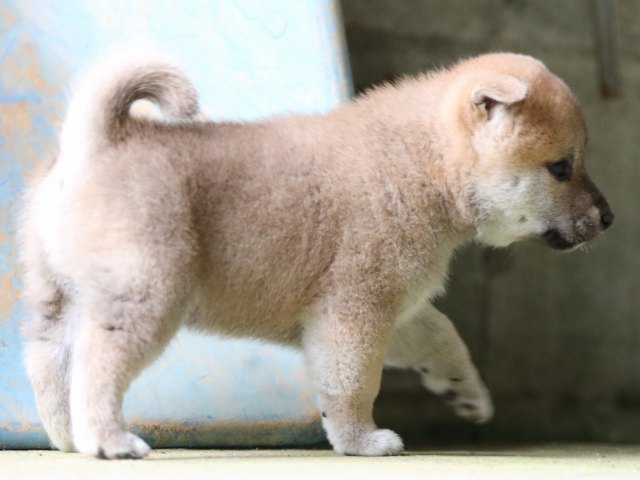 FP5A7849-puupy-shibainu FP5A7849-puupy-shibainu