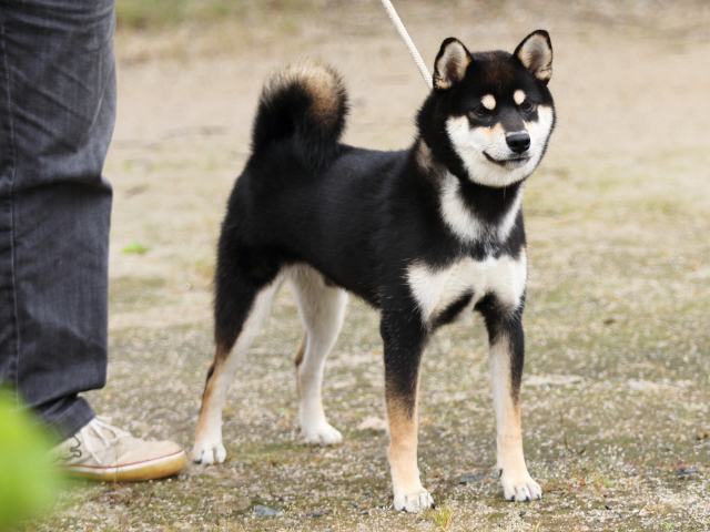 FP5A7958-puupy-shibainu FP5A7958-puupy-shibainu