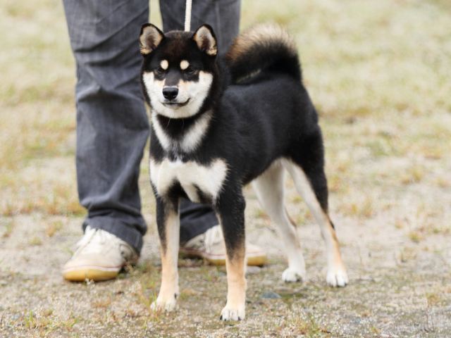 FP5A7983-puupy-shibainu FP5A7983-puupy-shibainu