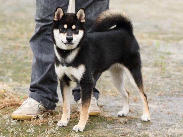 FP5A7997-puupy-shibainu FP5A7997-puupy-shibainu