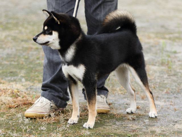 FP5A8013-puupy-shibainu FP5A8013-puupy-shibainu