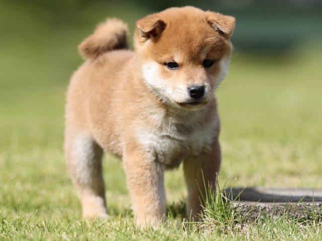FP5A8443-puupy-shibainu FP5A8443-puupy-shibainu