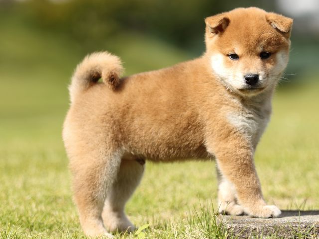 FP5A8453-puupy-shibainu FP5A8453-puupy-shibainu
