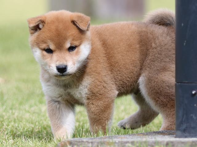 FP5A8461-puupy-shibainu FP5A8461-puupy-shibainu