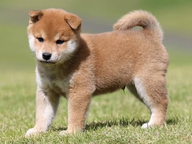 FP5A8480-puupy-shibainu FP5A8480-puupy-shibainu