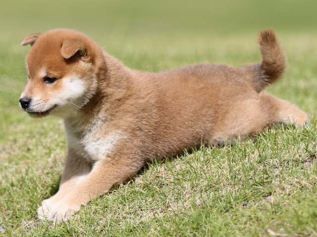 FP5A8488-puupy-shibainu FP5A8488-puupy-shibainu