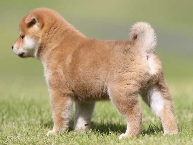 FP5A8493-puupy-shibainu FP5A8493-puupy-shibainu