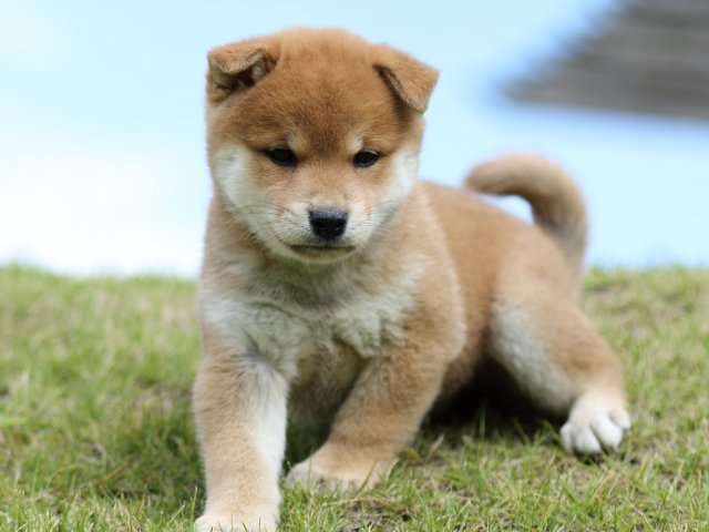 FP5A8504-puupy-shibainu FP5A8504-puupy-shibainu