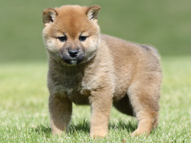 FP5A8534-puupy-shibainu FP5A8534-puupy-shibainu