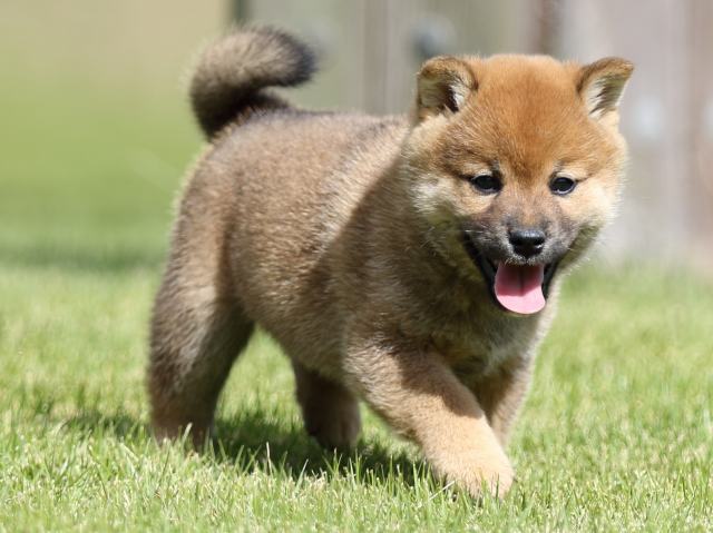 FP5A8542-puupy-shibainu FP5A8542-puupy-shibainu