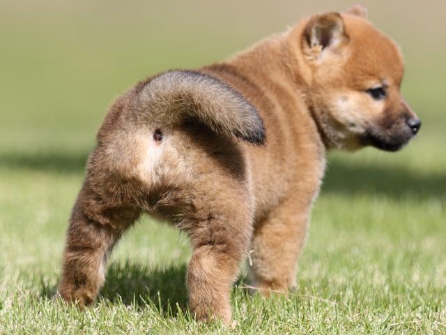 FP5A8564-puupy-shibainu FP5A8564-puupy-shibainu