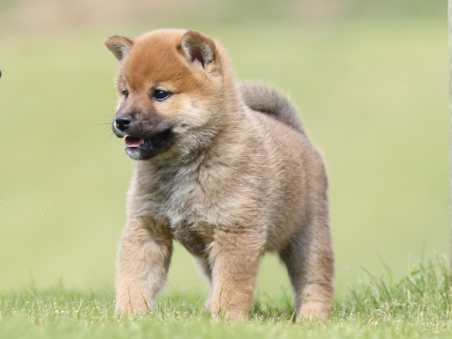 FP5A8604-puupy-shibainu FP5A8604-puupy-shibainu