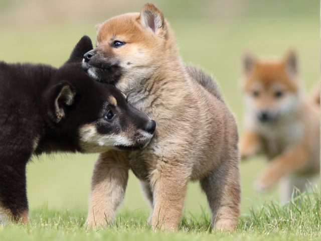 FP5A8605-puupy-shibainu FP5A8605-puupy-shibainu