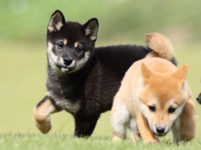 FP5A8610-puupy-shibainu FP5A8610-puupy-shibainu