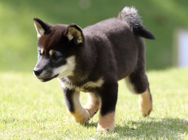 FP5A8638-puupy-shibainu FP5A8638-puupy-shibainu