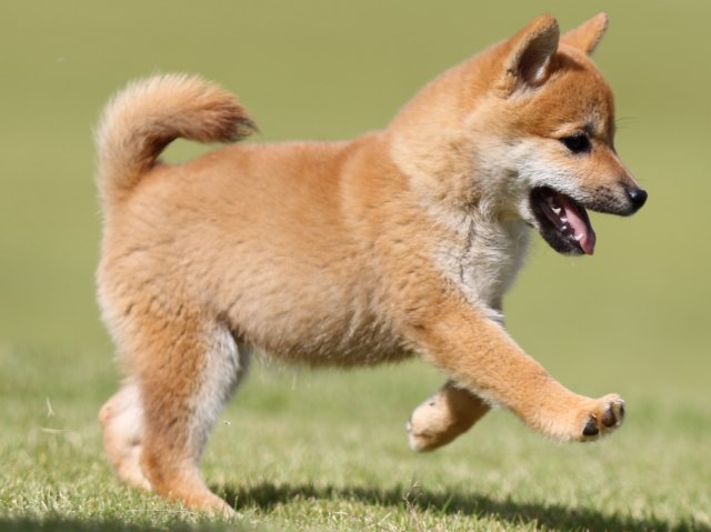 FP5A8674-puupy-shibainu FP5A8674-puupy-shibainu
