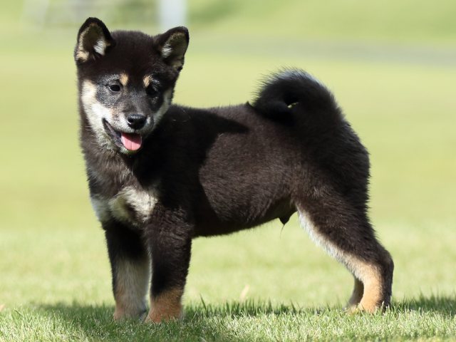 FP5A8684-puupy-shibainu FP5A8684-puupy-shibainu