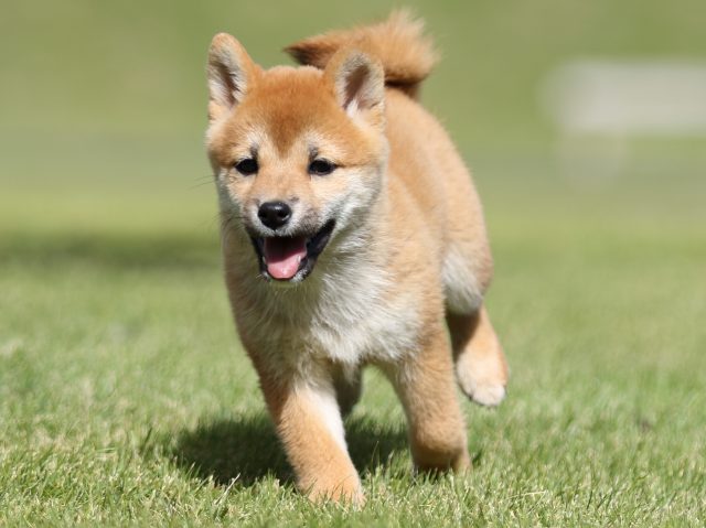 FP5A8696-puupy-shibainu FP5A8696-puupy-shibainu