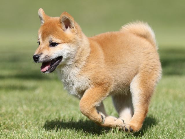 FP5A8704-puupy-shibainu FP5A8704-puupy-shibainu