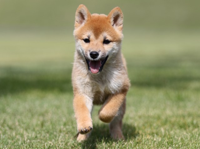 FP5A8716-puupy-shibainu FP5A8716-puupy-shibainu