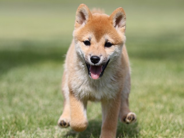 FP5A8718-puupy-shibainu FP5A8718-puupy-shibainu