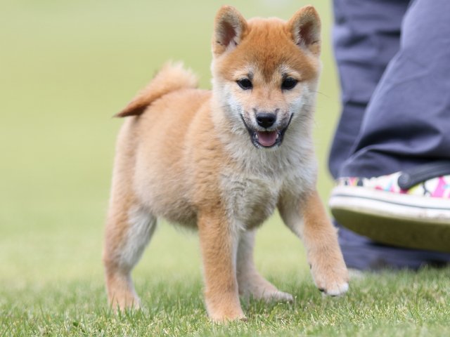 FP5A8729-puupy-shibainu FP5A8729-puupy-shibainu