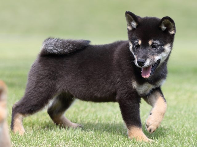 FP5A8754-puupy-shibainu FP5A8754-puupy-shibainu