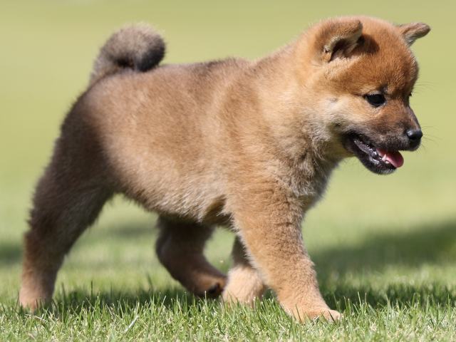 FP5A8794-puupy-shibainu FP5A8794-puupy-shibainu