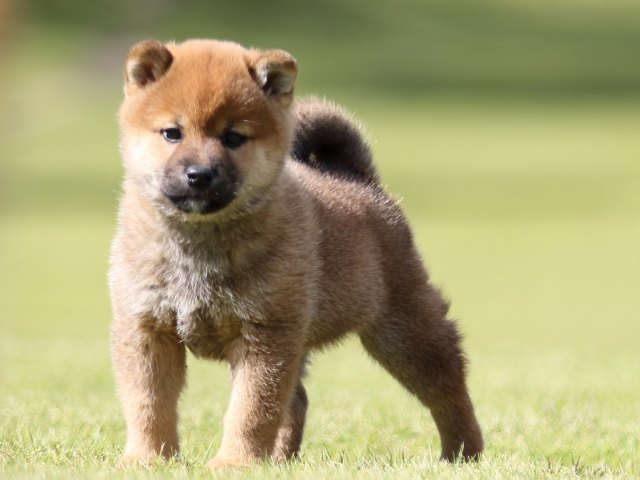 FP5A8812-puupy-shibainu FP5A8812-puupy-shibainu