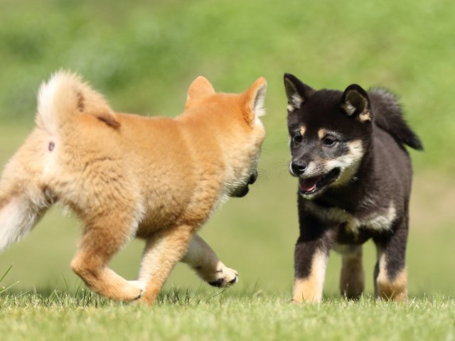 FP5A8882-puupy-shibainu FP5A8882-puupy-shibainu