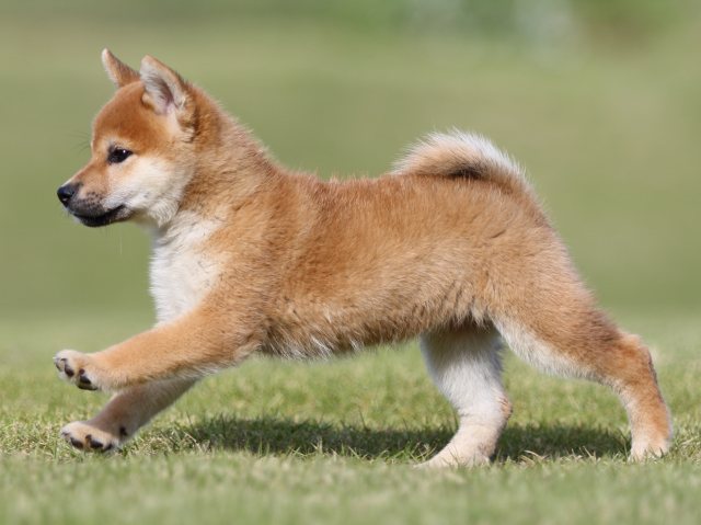 FP5A9028-puupy-shibainu FP5A9028-puupy-shibainu