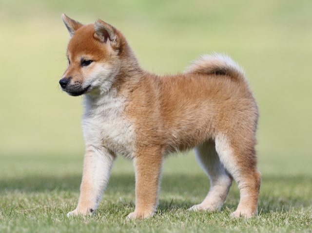 FP5A9042-puupy-shibainu FP5A9042-puupy-shibainu