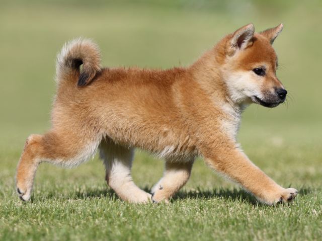 FP5A9044-puupy-shibainu FP5A9044-puupy-shibainu