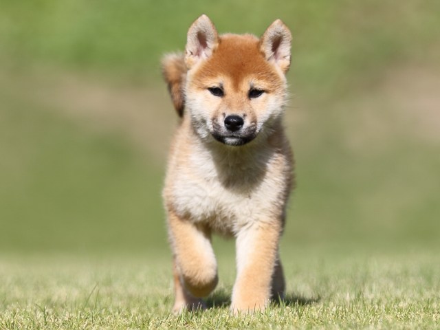 FP5A9070-puupy-shibainu FP5A9070-puupy-shibainu
