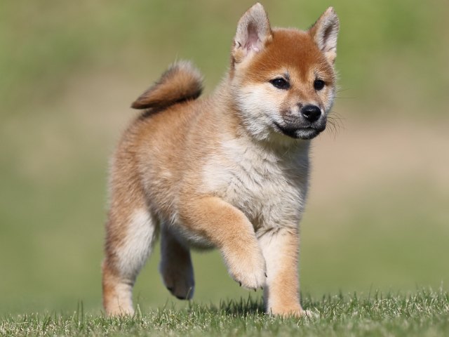 FP5A9098-puupy-shibainu FP5A9098-puupy-shibainu