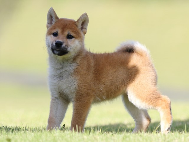 FP5A9157-puupy-shibainu FP5A9157-puupy-shibainu