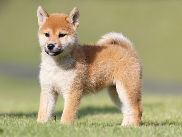 FP5A9166-puupy-shibainu FP5A9166-puupy-shibainu