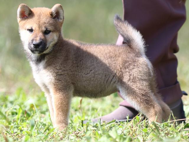 FP5A9220-puupy-shibainu FP5A9220-puupy-shibainu