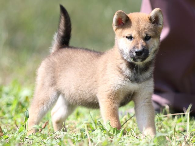 FP5A9232-puupy-shibainu FP5A9232-puupy-shibainu