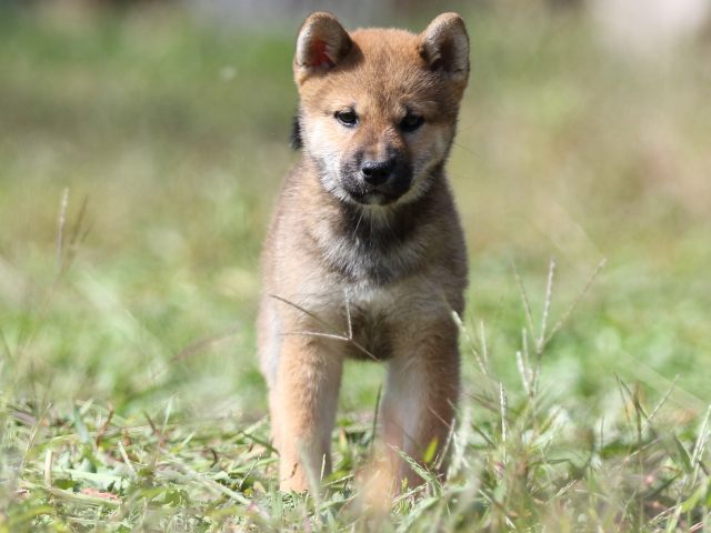 FP5A9241-puupy-shibainu FP5A9241-puupy-shibainu
